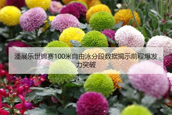 潘展乐世锦赛100米自由泳分段数据揭示前程爆发力突破